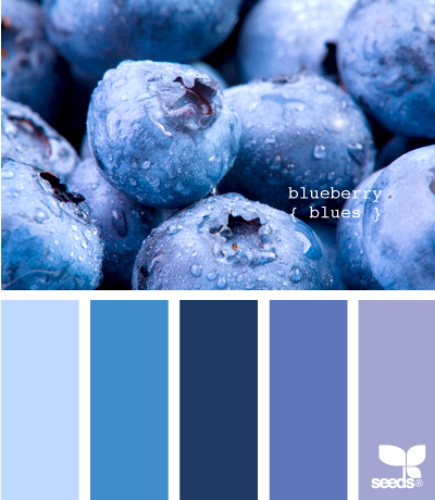 BlueberryBlues505
